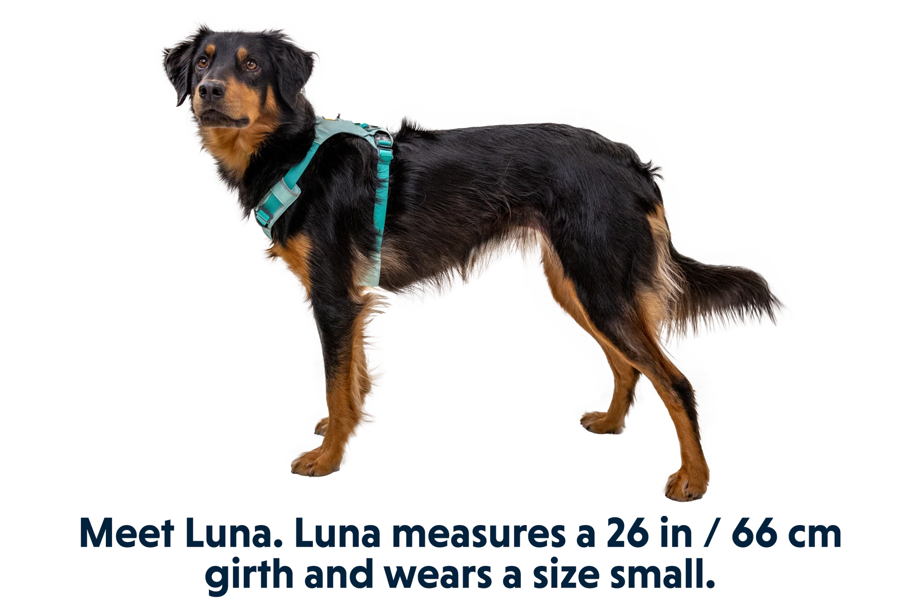 Hi & Light™ Lightweight Dog Harness - Image 26