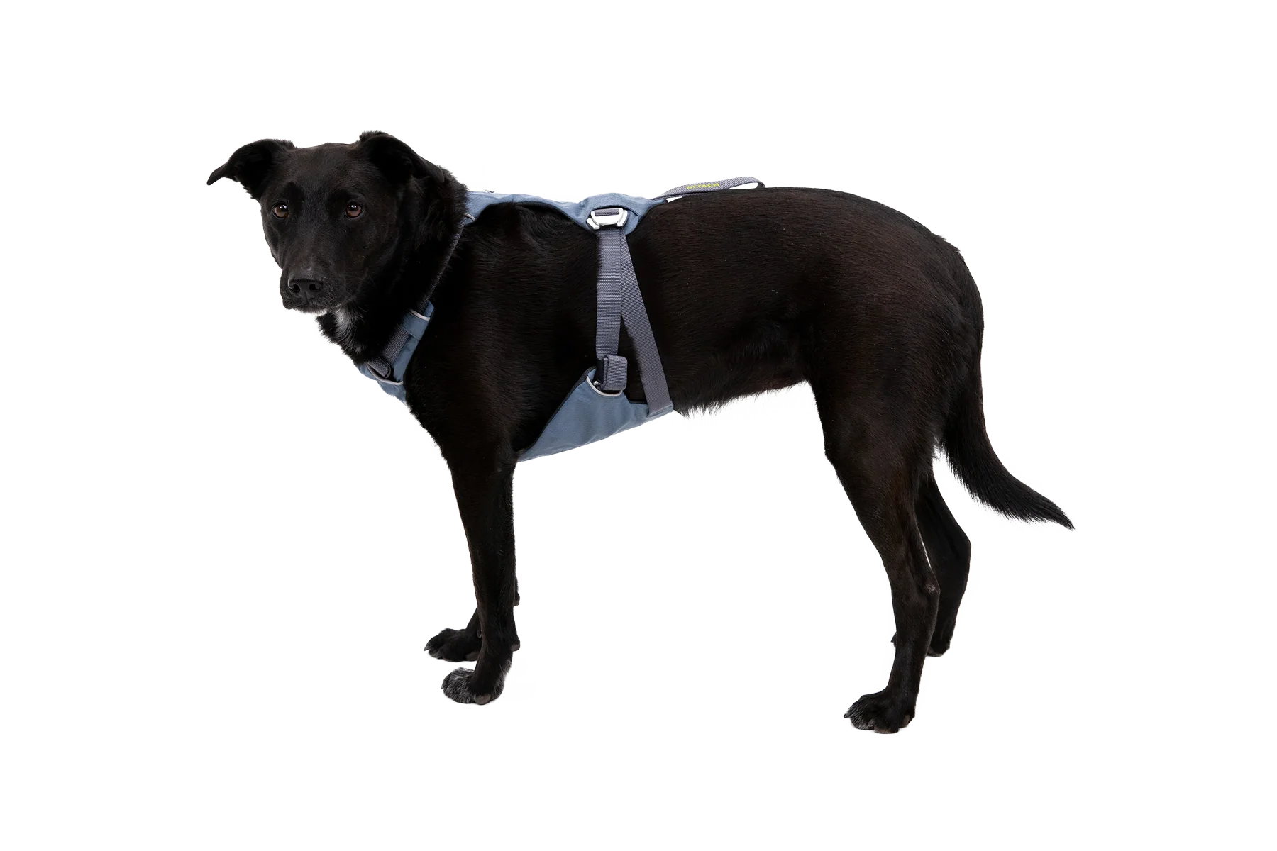 Load Up™ Dog Car Harness - Image 8
