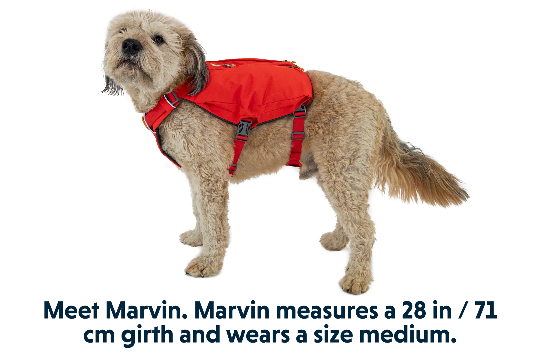 Switchbak™ Dog Harness - Image 16