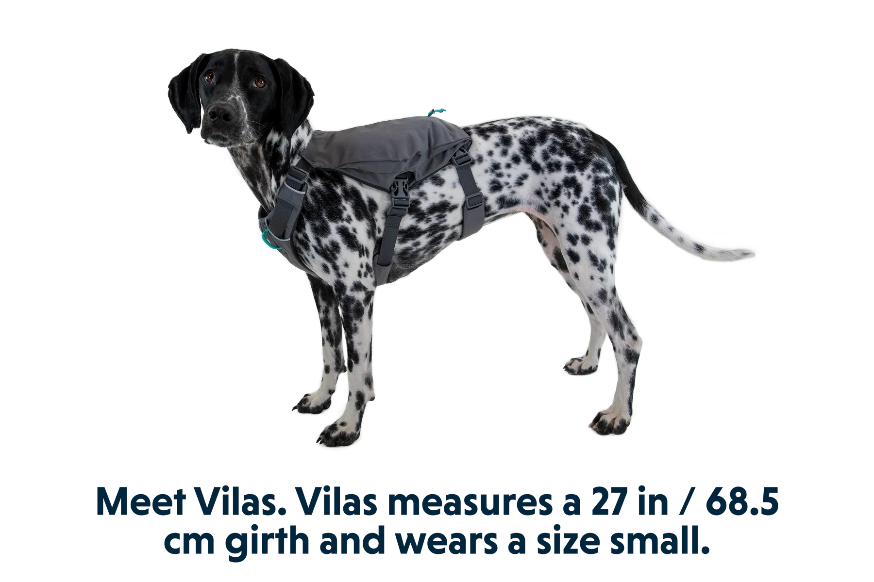 Switchbak™ Dog Harness - Image 9