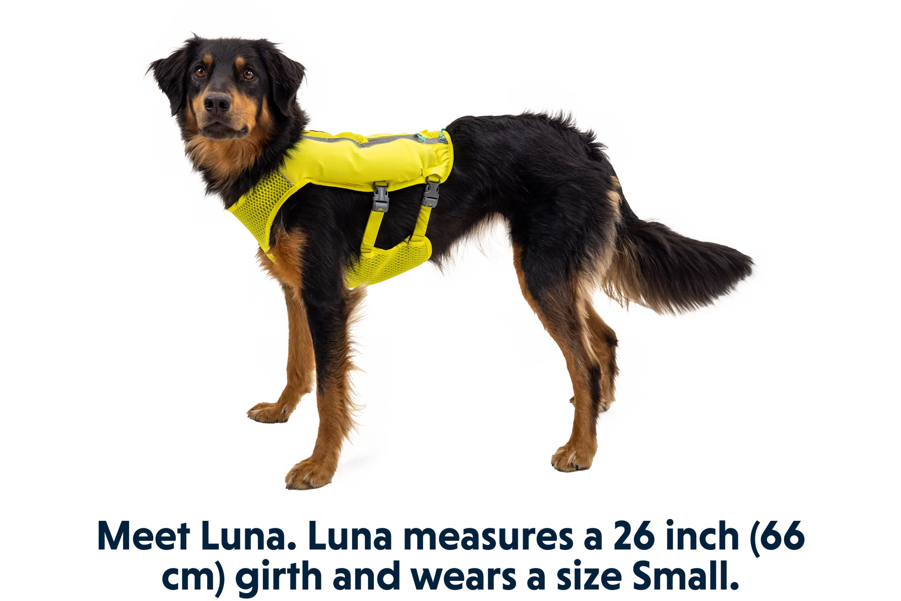 Trail Runner™ Dog Running Vest - Image 18