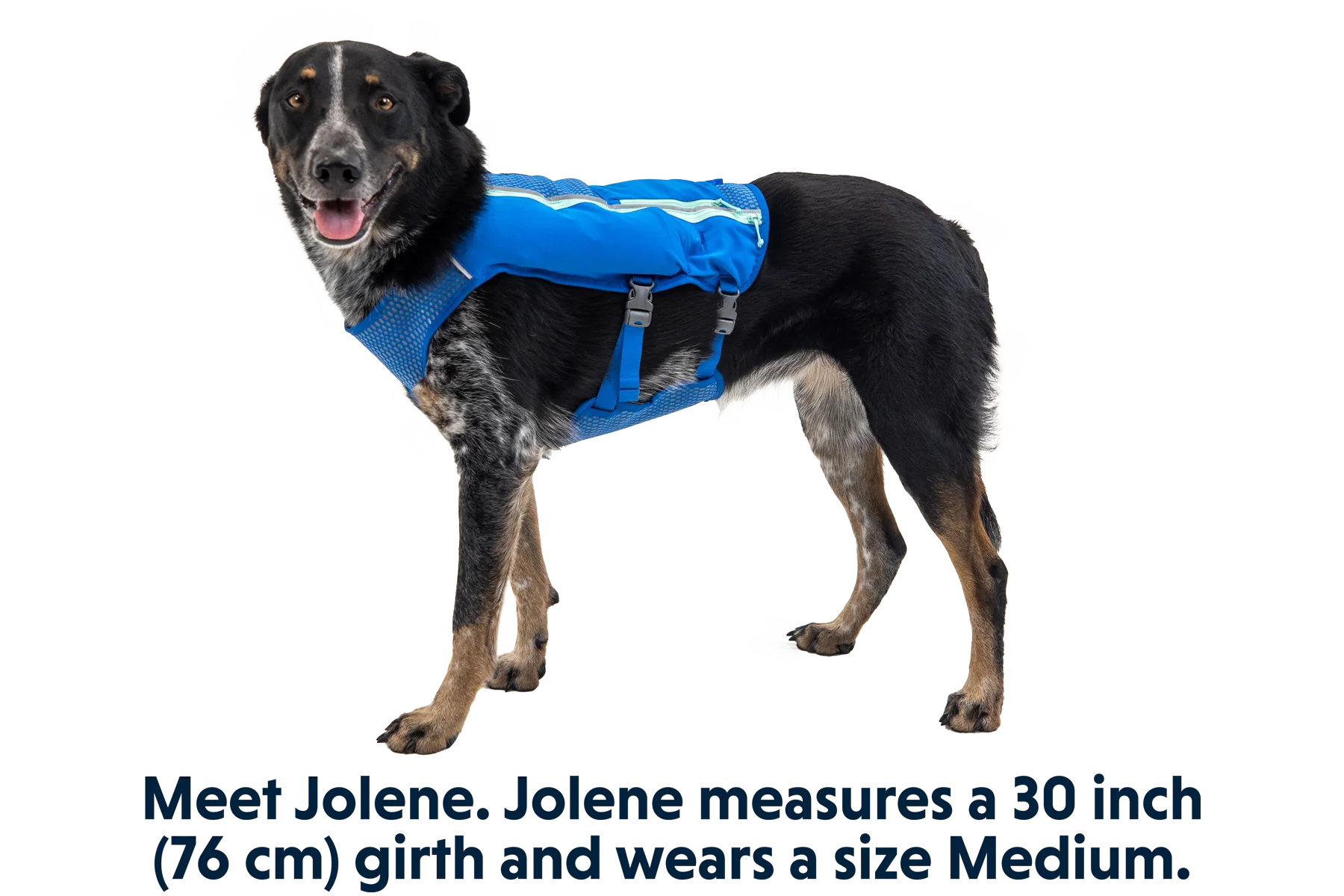 Trail Runner™ Dog Running Vest - Image 9