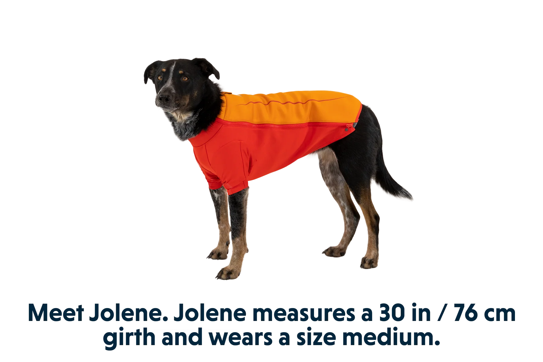 Undercoat™ Dog Water Jacket - Image 10