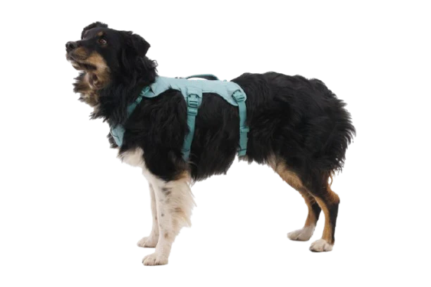 Web Master™ Dog Harness with Handle - Image 26