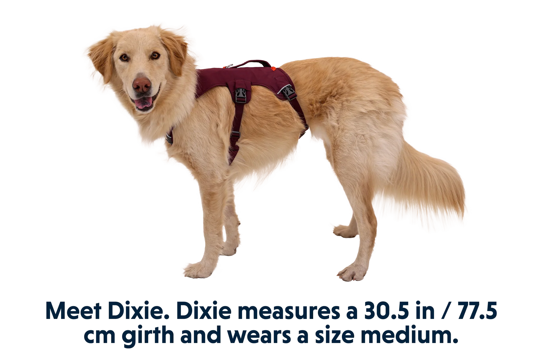 Web Master™ Dog Harness with Handle - Image 16