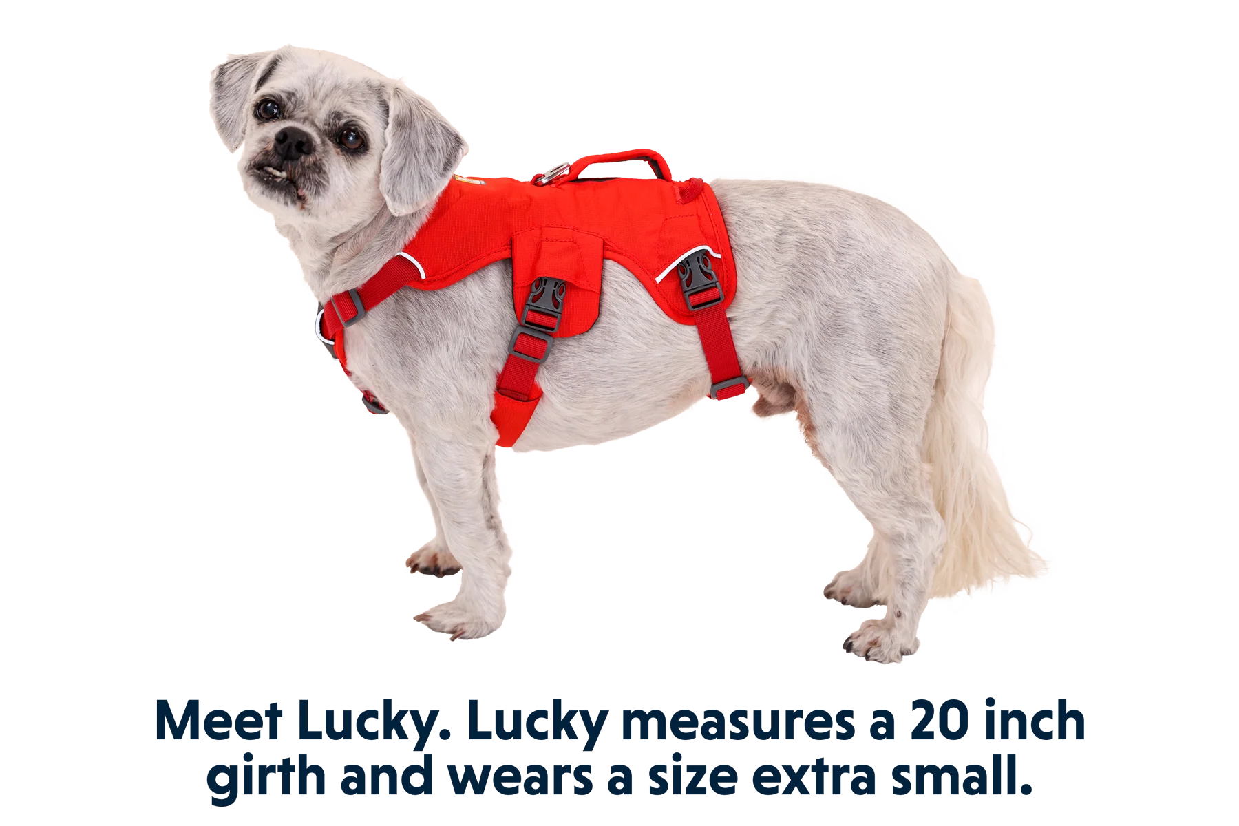 Web Master™ Dog Harness with Handle - Image 24