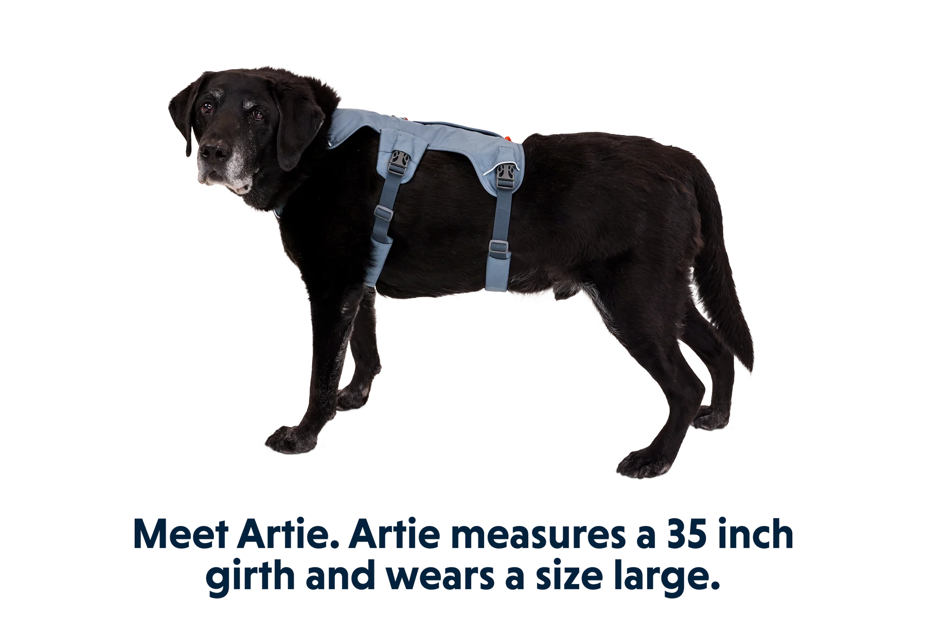 Web Master™ Dog Harness with Handle - Image 31