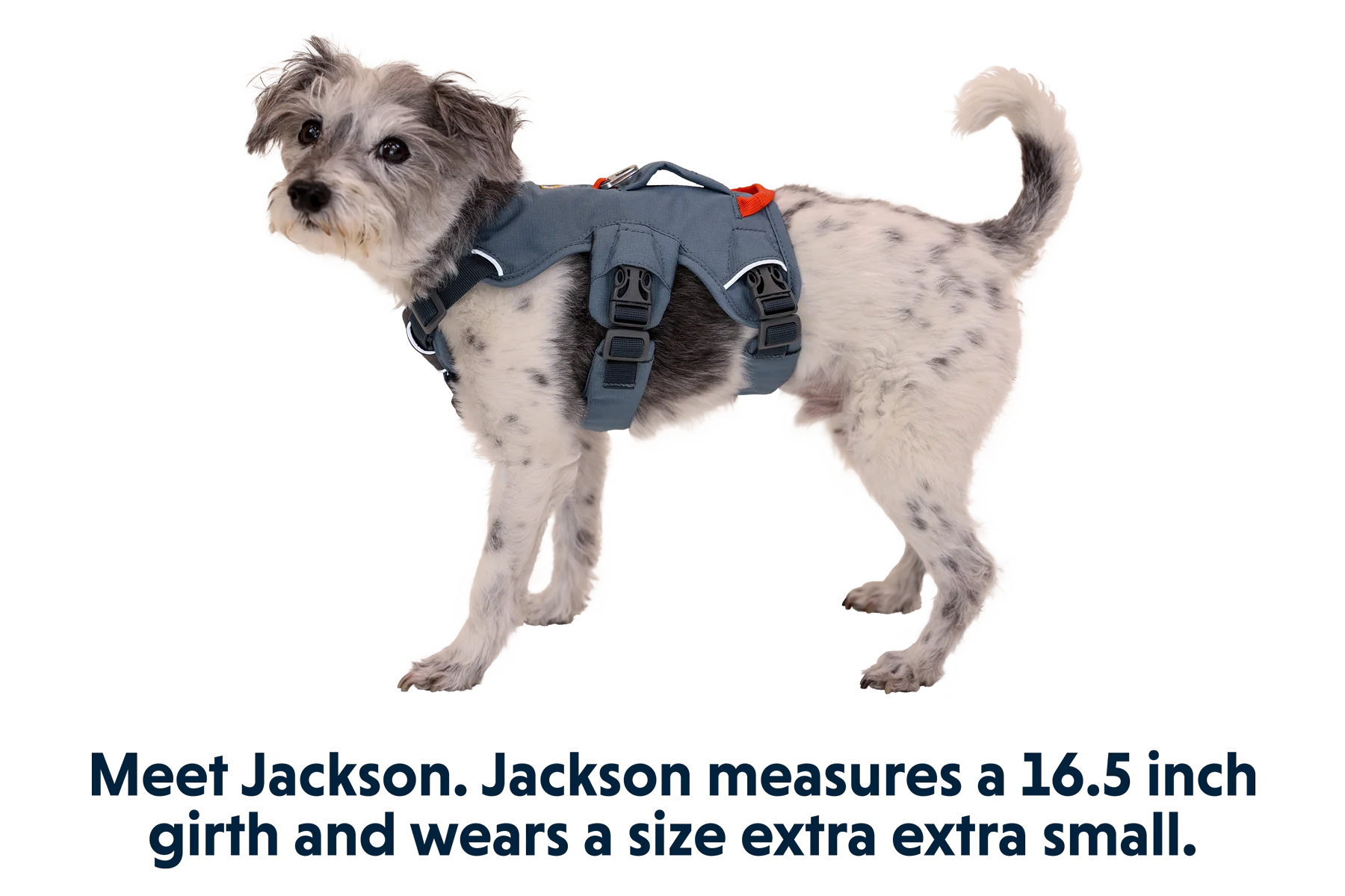 Web Master™ Dog Harness with Handle - Image 32
